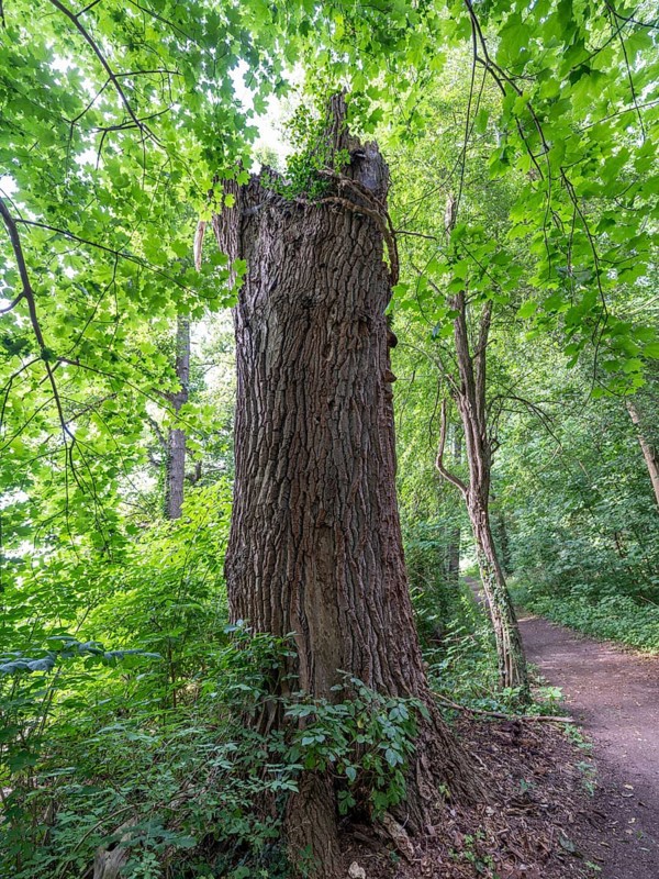Dead tree trunk on the banks of the Havel, Fürstenberg/Havel, Brandenburg, Germany, Europe