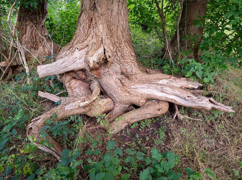 Tree root on the banks of the Havel, Fürstenberg/Havel, Brandenburg, Germany, Europe