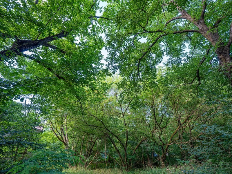 Trees on the banks of the Havel, Fürstenberg/Havel, Brandenburg, Germany, Europe