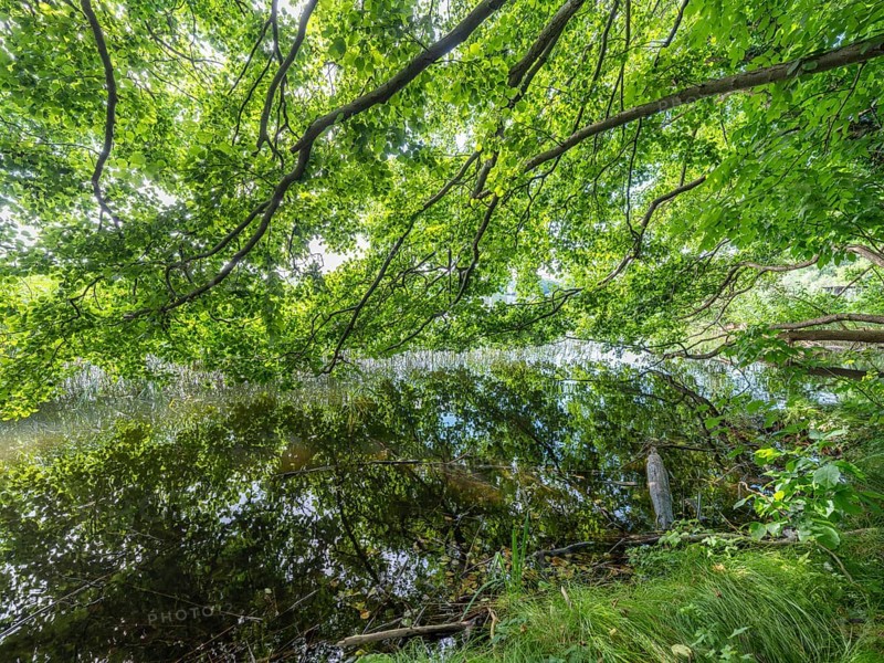 Tree branches reflected in the Havel, Fürstenberg/Havel, Brandenburg, Germany, Europe