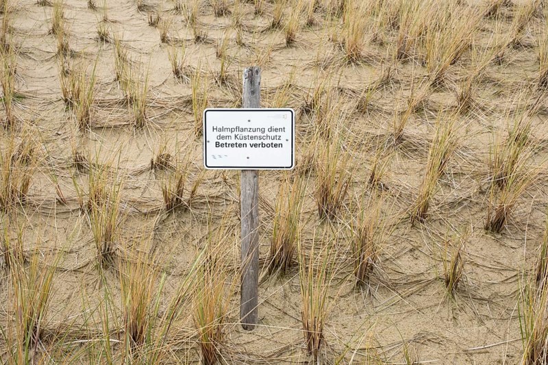 Sign on the dune, reed planting for coastal protection, no trespassing, dune grass, marram grass, North Sea coast, Amrum, North Sea island, North Frisia, Schleswig-Holstein, Germany, Europe
