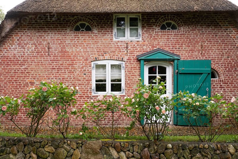 Roses in front of the façade of a typical Frisian house, Amrum, North Sea island, North Frisia, Schleswig-Holstein, Germany, Europe