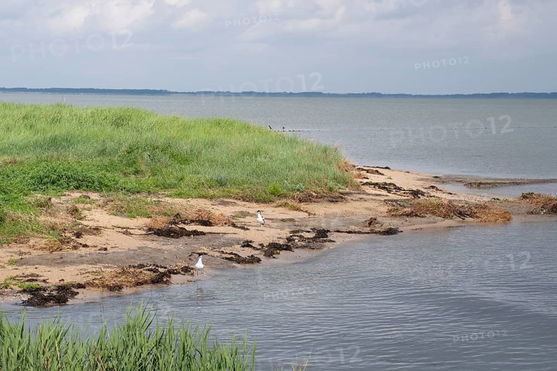 Two avocets (Recurvirostra avosette) standing on the North Sea coast, marram grass, Amrum, North Sea island, North Frisia, Schleswig-Holstein, Germany, Europe