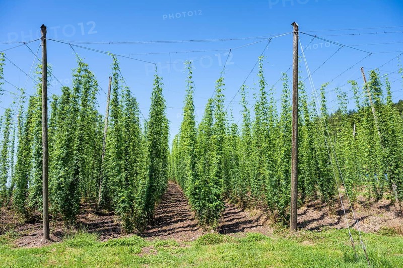 Hop growing, hop field, Ittingen Charterhouse, Canton Thurgau, Switzerland, Europe