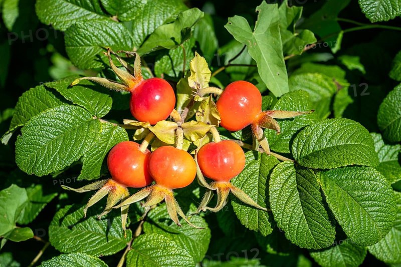 Scarlet rose hip, fruit of the rugosa rose (Rosa rugosa), Canton Thurgau, Switzerland, Europe