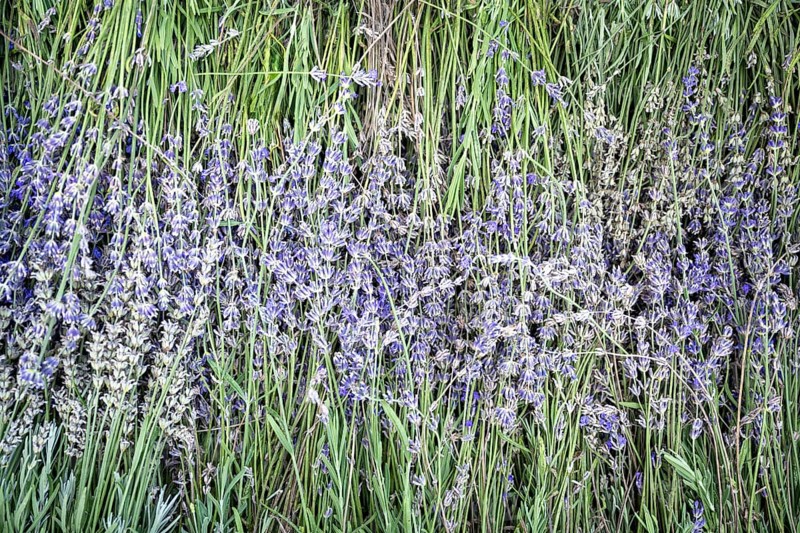 Freshly cut lavender for further processing, Ittingen Charterhouse, Canton Thurgau, Switzerland, Europe