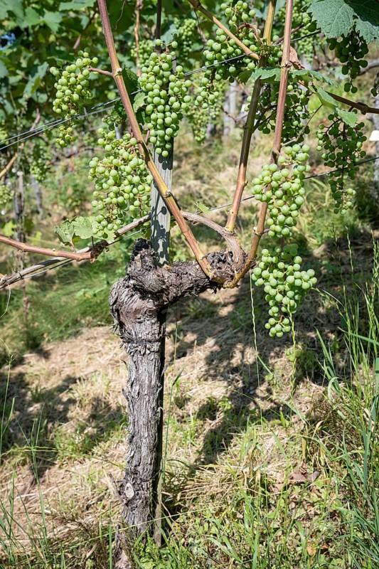 Vine, cultivated growth form of the grapevine, grapes, fruit clusters of the grapevine (Vitis), Müller-Thurgau grape variety, Canton Thurgau, Switzerland, Europe