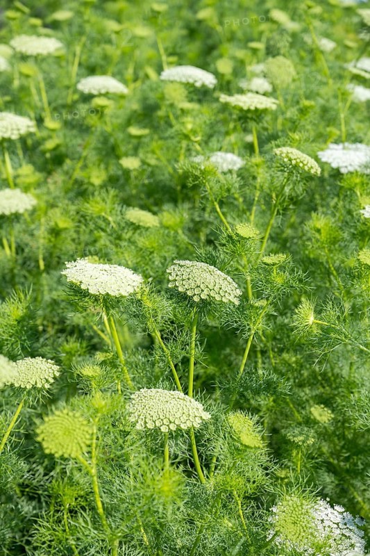 Toothpick-plant (Ammi visnaga) also known as toothpick carrot, medicinal plant, flowering time in June, July, Canton Thurgau, Switzerland, Europe
