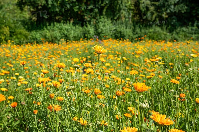 Field marigold (Calendula arvensis) in a field, medicinal plant, Ittingen Charterhouse, Canton Thurgau, Switzerland, Europe