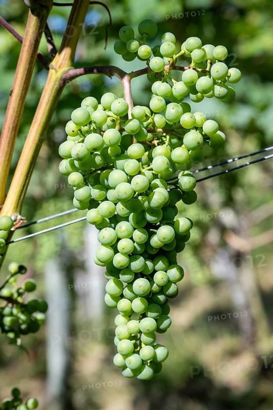 Grapes, fruit clusters of grapevines (Vitis), Müller-Thurgau grape variety, Canton Thurgau, Switzerland, Europe