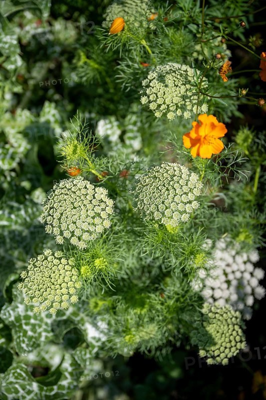 Toothpick-plant (Ammi visnaga) also known as toothpick carrot, medicinal plant, flowering time in June, July, Canton Thurgau, Switzerland, Europe