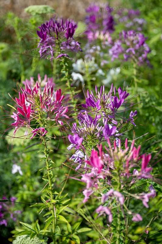 Spiny spiderflower (Cleome Spinosa) Flowering time from May to August, Canton Thurgau, Switzerland, Europe