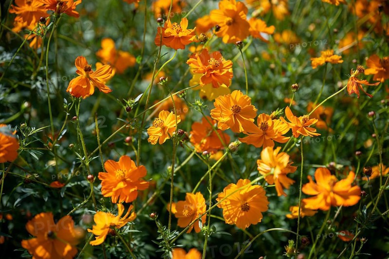 Yellow cosmos, Cosmos sulphureus, Yellow basket of jewellery, flowering time in June, July, Canton Thurgau, Switzerland, Europe