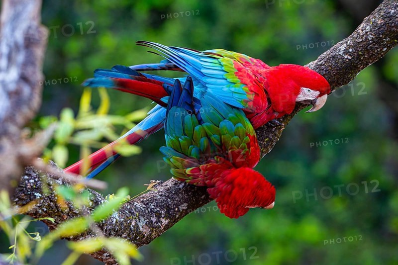 Red-and-green macaw (Ara chloropterus) Buraco das Araras Brazil#
