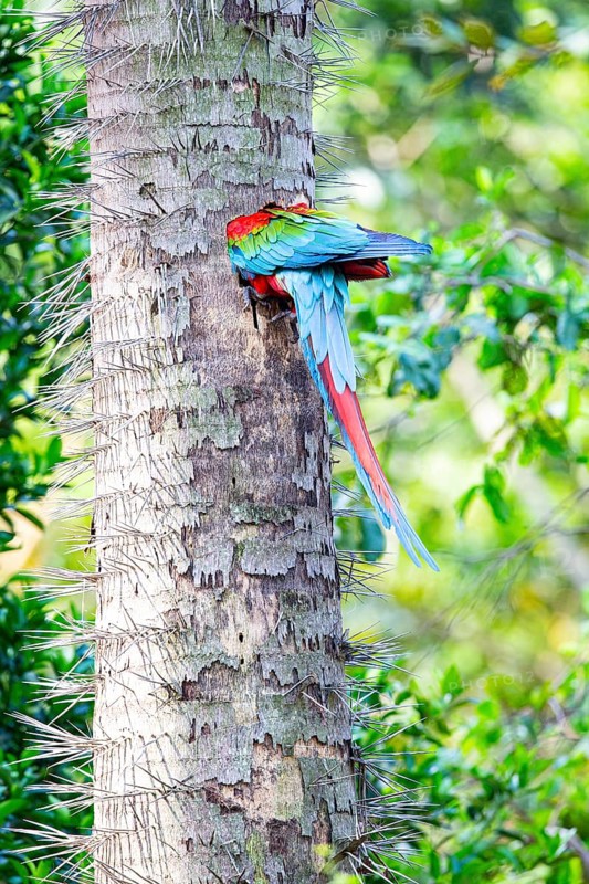 Red-and-green macaw (Ara chloropterus) Buraco das Araras Brazil#