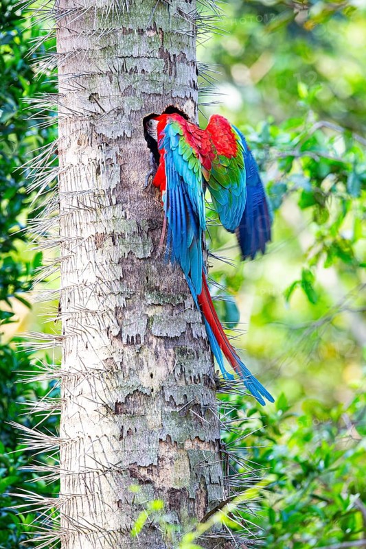 Red-and-green macaw (Ara chloropterus) Buraco das Araras Brazil#