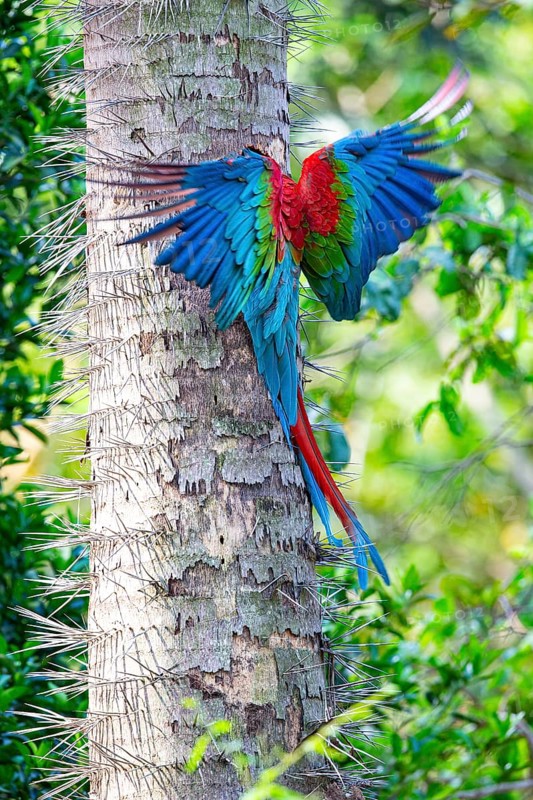 Red-and-green macaw (Ara chloropterus) Buraco das Araras Brazil#