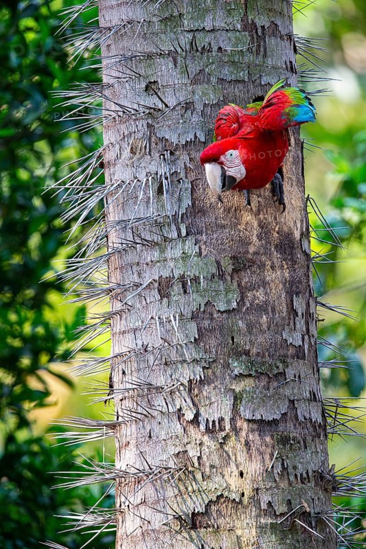 Red-and-green macaw (Ara chloropterus) Buraco das Araras Brazil#