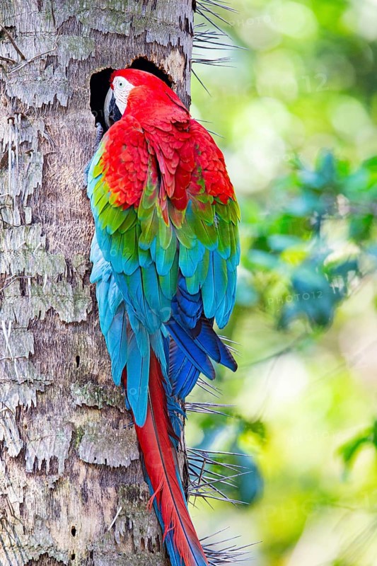 Red-and-green macaw (Ara chloropterus) Buraco das Araras Brazil#