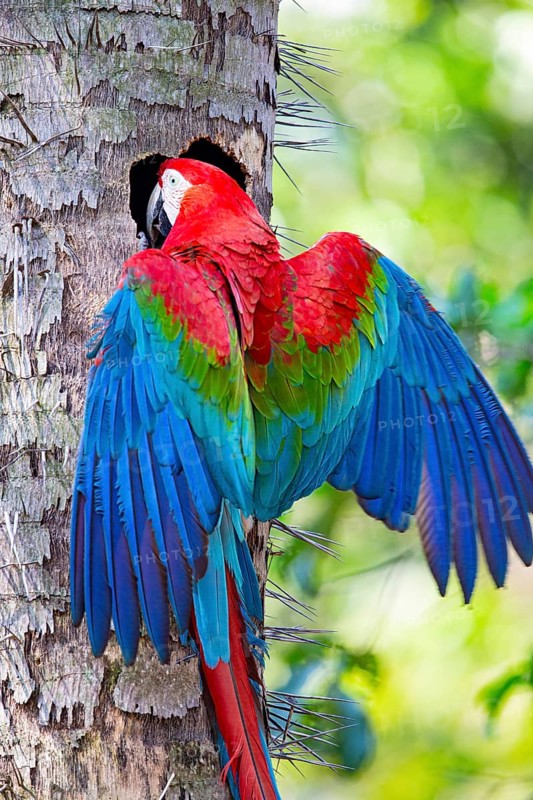Red-and-green macaw (Ara chloropterus) Buraco das Araras Brazil#