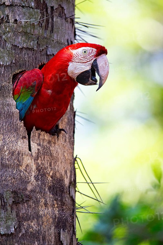 Red-and-green macaw (Ara chloropterus) Buraco das Araras Brazil#