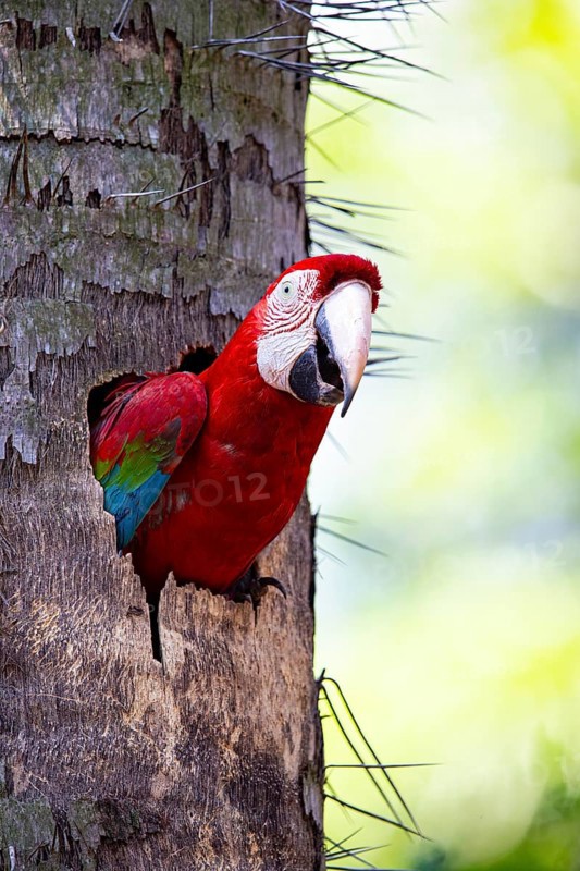 Red-and-green macaw (Ara chloropterus) Buraco das Araras Brazil#