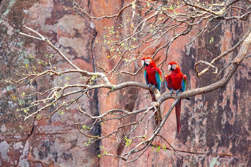 Red-and-green macaw (Ara chloropterus) Buraco das Araras Brazil#