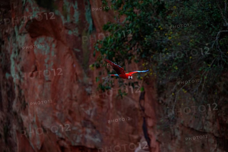 Red-and-green macaw (Ara chloropterus) Buraco das Araras Brazil#