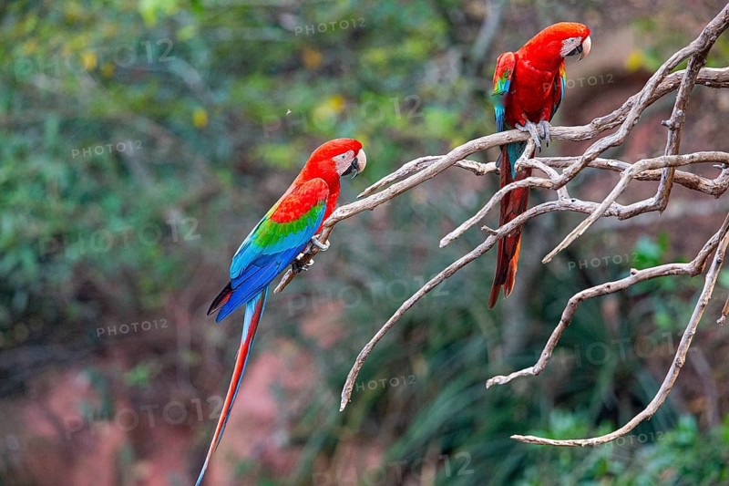 Red-and-green macaw (Ara chloropterus) Buraco das Araras Brazil#