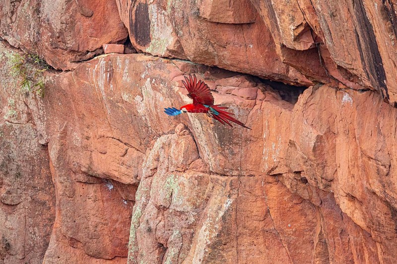 Red-and-green macaw (Ara chloropterus) Buraco das Araras Brazil#