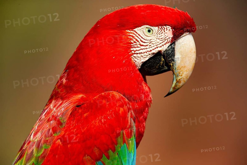 Red-and-green macaw (Ara chloropterus) Buraco das Araras Brazil
