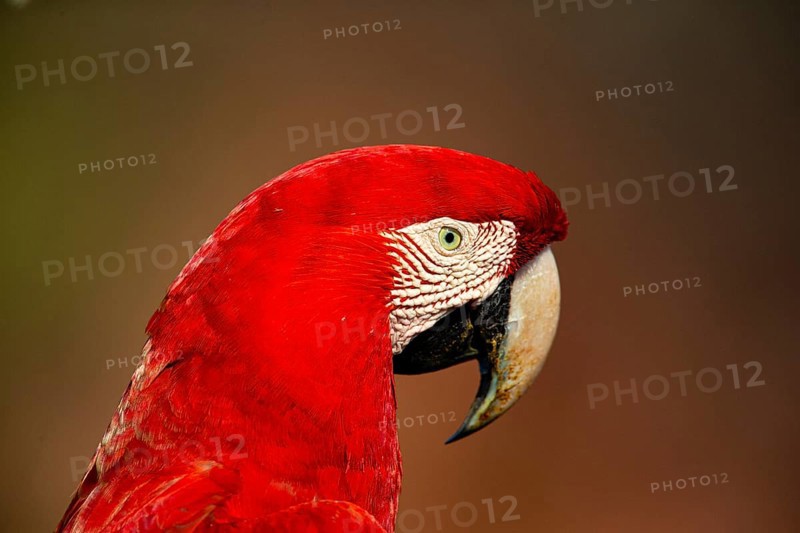 Red-and-green macaw (Ara chloropterus) Buraco das Araras Brazil