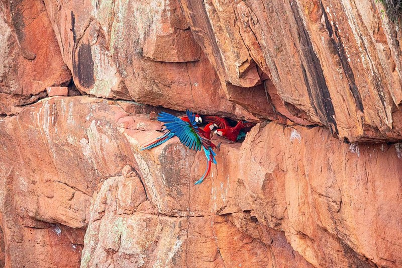 Red-and-green macaw (Ara chloropterus) Buraco das Araras Brazil