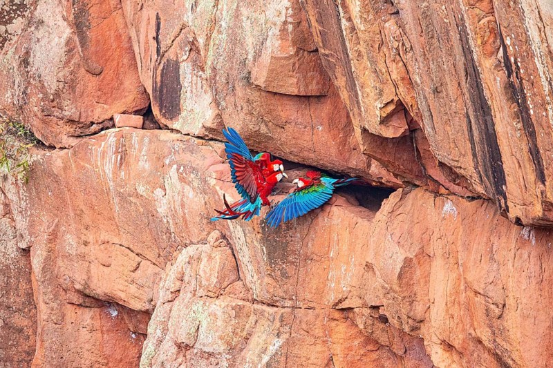 Red-and-green macaw (Ara chloropterus) Buraco das Araras Brazil