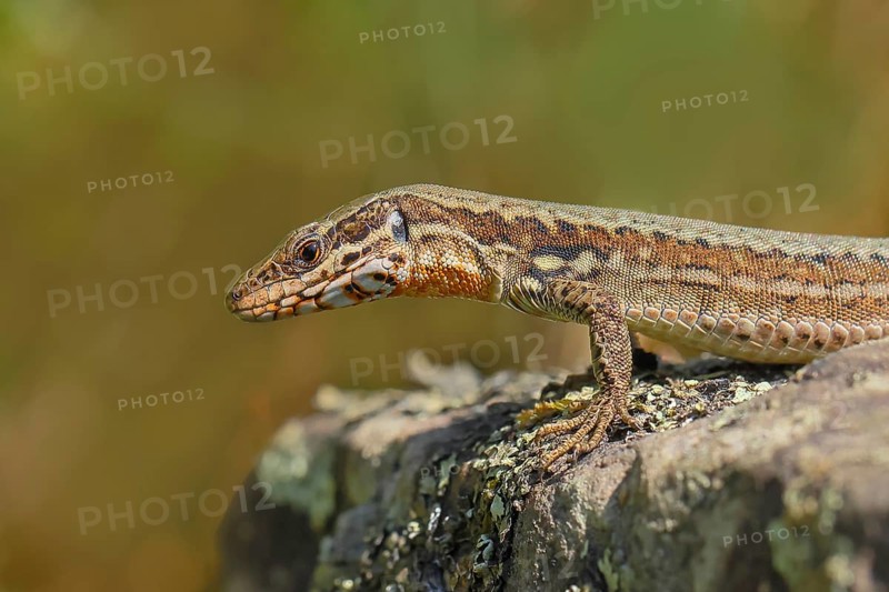 Common wall lizard (Podarcis muralis), European wall lizard, portrait, reptiles, animals, lizards, nature reserve Dortebachtal, Moselle, Rhineland-Palatinate, Germany, Europe