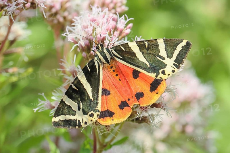 Jersey tiger (Euplagia quadripunctaria), sucking nectar on Hemp agrimony (Eupatorium cannabinum, Dortebachtal nature reserve, Moselle, Rhineland-Palatinate, Germany, Europe