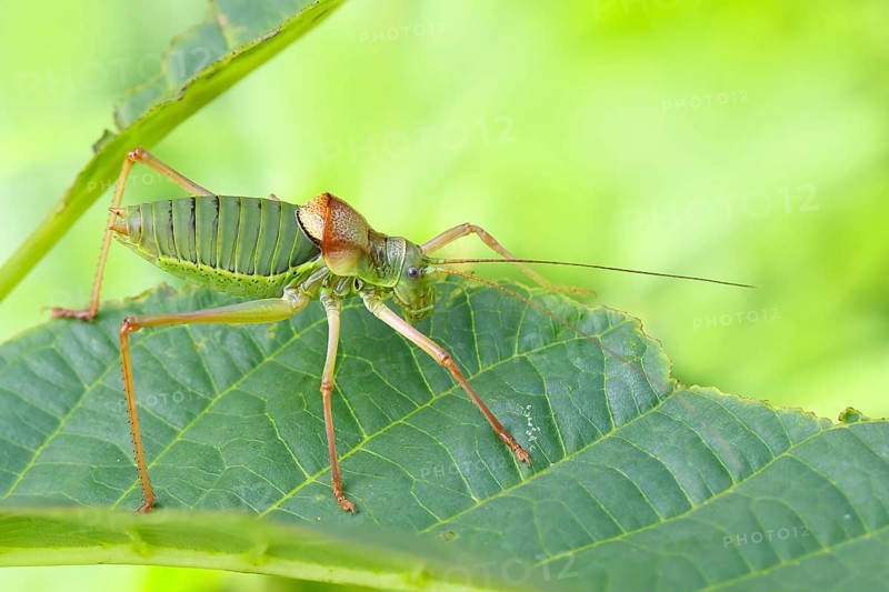 Steppe saddle grasshopper, saddle-backed bush cricket (Ephippiger ephippiger), male, Long-winged grasshopper, Red List of Germany, Species of Special Concern, Critically Endangered, Dortebach Valley Nature Reserve, Moselle, Rhineland-Palatinate, Germany, Europe