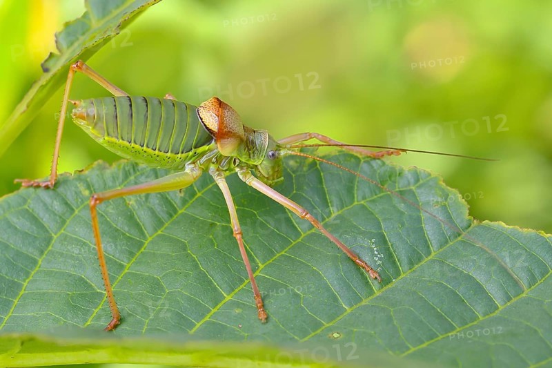 Steppe saddle grasshopper, saddle-backed bush cricket (Ephippiger ephippiger), male, Long-winged grasshopper, Red List of Germany, Species of Special Concern, Critically Endangered, Dortebach Valley Nature Reserve, Moselle, Rhineland-Palatinate, Germany, Europe