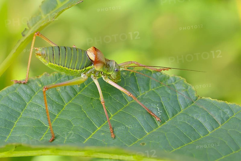Steppe saddle grasshopper, saddle-backed bush cricket (Ephippiger ephippiger), male, Long-winged grasshopper, Red List of Germany, Species of Special Concern, Critically Endangered, Dortebach Valley Nature Reserve, Moselle, Rhineland-Palatinate, Germany, Europe