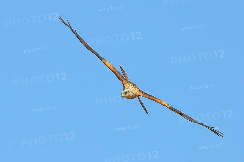 Red Kite (Milvus milvus) Red Kite, Montagu's Harrier, Montagu's Harrier, in flight, wildlife, bird of prey, Siegerland, North Rhine-Westphalia, Germany, Europe
