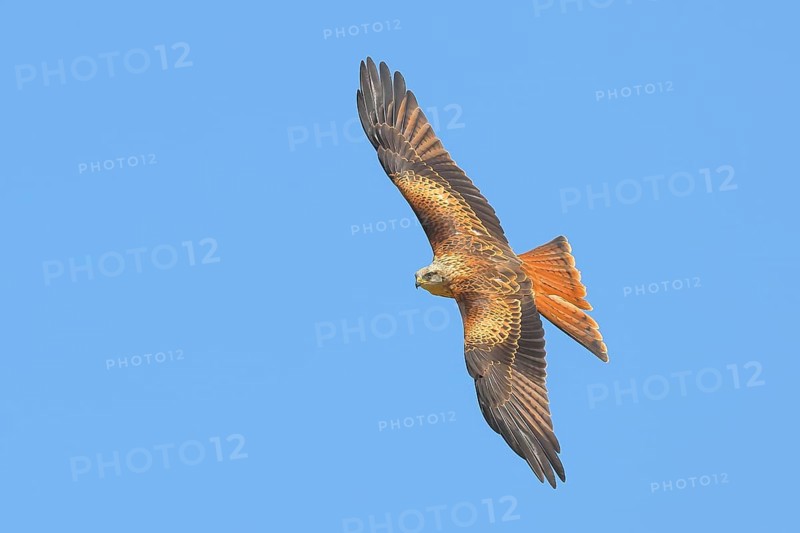 Red Kite (Milvus milvus) Red Kite, Montagu's Harrier, Montagu's Harrier, in flight, wildlife, bird of prey, Siegerland, North Rhine-Westphalia, Germany, Europe