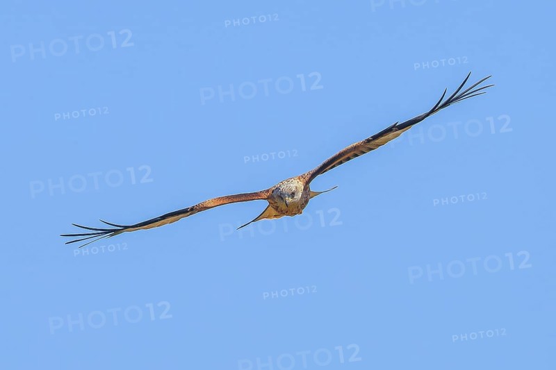 Red Kite (Milvus milvus) Red Kite, Montagu's Harrier, Montagu's Harrier, in flight, wildlife, bird of prey, Siegerland, North Rhine-Westphalia, Germany, Europe