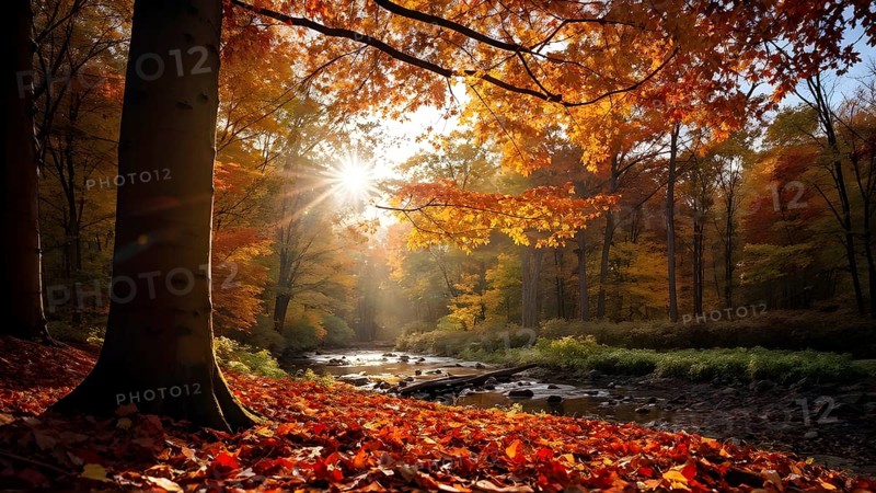 Autumn forest with leaves in varying shades of amber red and yellow in golden hour sunlight, AI generated