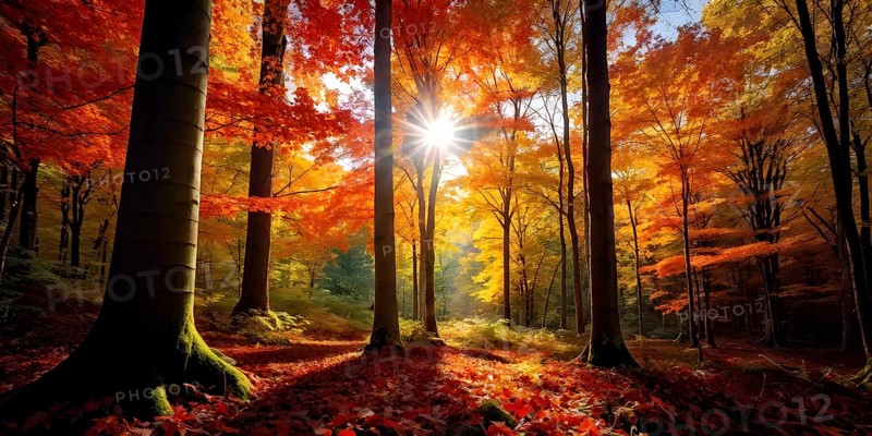 Autumn forest with leaves in varying shades of amber red and yellow in golden hour sunlight, AI generated