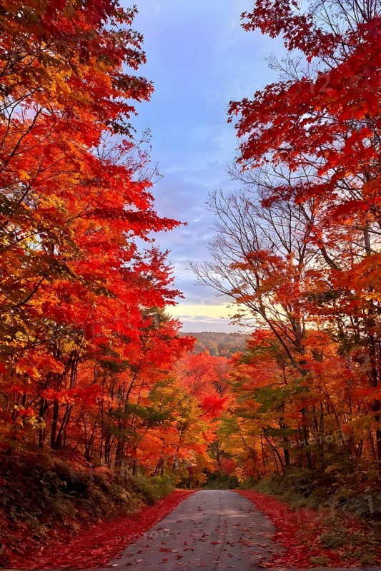 Autumn forest with leaves in varying shades of amber red and yellow in golden hour sunlight, AI generated