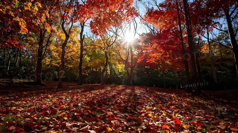 Autumn forest with leaves in varying shades of amber red and yellow in golden hour sunlight, AI generated