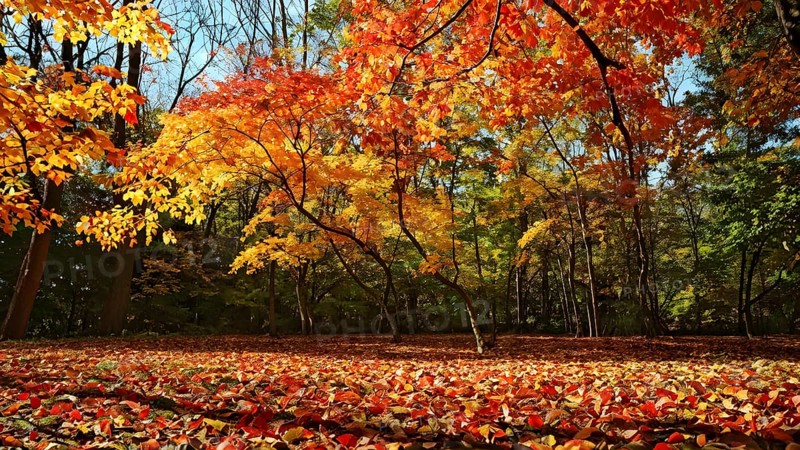 Autumn forest with leaves in varying shades of amber red and yellow in golden hour sunlight, AI generated