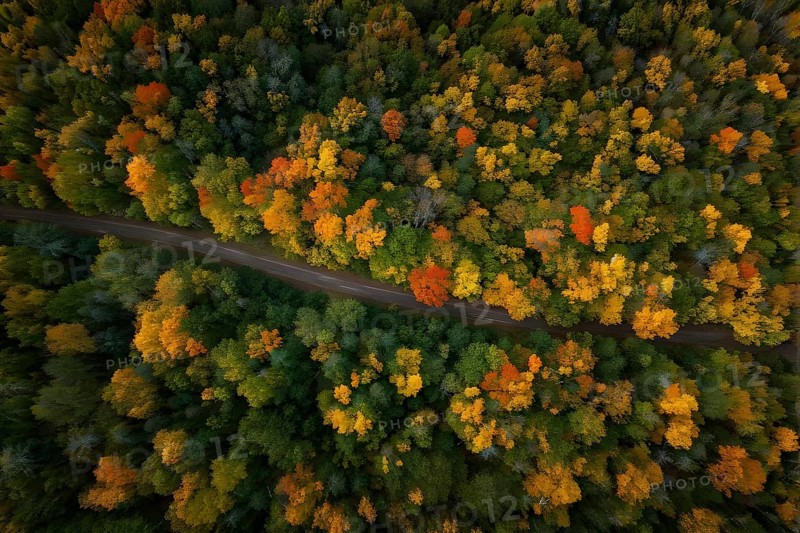 Aerial perspective of an autumn forest with leaves in varying shades of amber red and yellow, AI generated