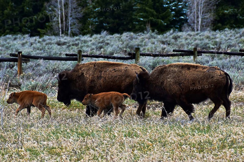 American Bison. Grand Teton National Park. Wyoming, United States, North America