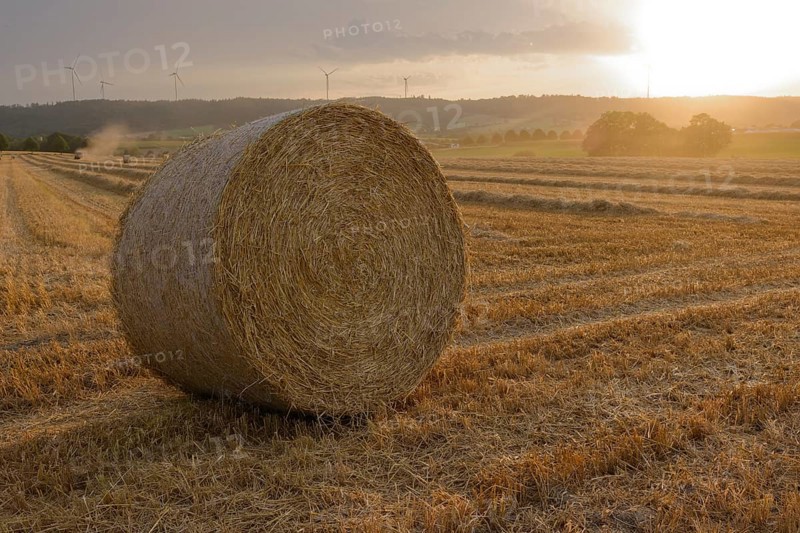 Harvest is brought in in front of the weather changes, harvest, grain field, Bibersfeld, Schwäbisch Hall, summer, July, wind turbine, wind energy, wind power plant, forest, field, agriculture, Schwäbisch-Franconian Forest nature park Park, Schwäbisch Hall, Hohenlohe, Heilbronn-Franconia, Baden-Württemberg, Germany, Europe